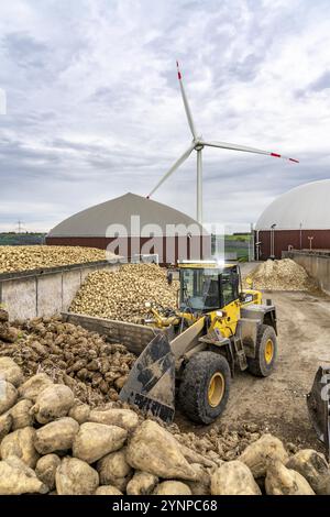 L'usine de biogaz produit du gaz à partir de différentes biomasses, ici le stockage de betteraves sucrières, l'électricité est produite dans des centrales combinées de chaleur et d'électricité avec le bi Banque D'Images