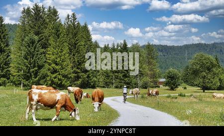 Cycliste sur la piste cyclable Isar entouré de vaches de pâturage Banque D'Images