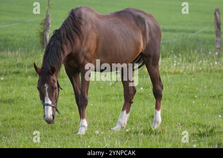 Cheval brun pâturant sur un champ vert dans un environnement rural calme, borken, westphalie, allemagne Banque D'Images