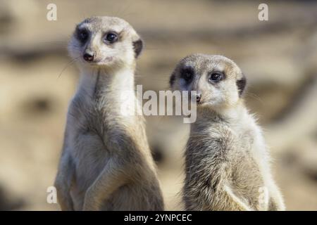 Suricata debout sur un garde. Curieuse suricate (Suricata suricatta) Banque D'Images