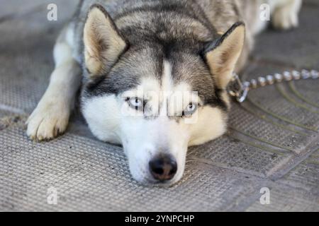 Chien Husky sibérien de race pure couché sur la tête portrait, gros plan Banque D'Images