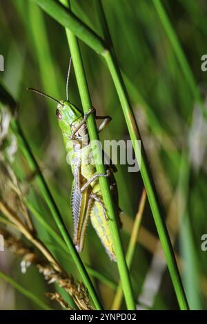 Une vue d'une sauterelle dans l'habitat naturel sur l'herbe verte Banque D'Images