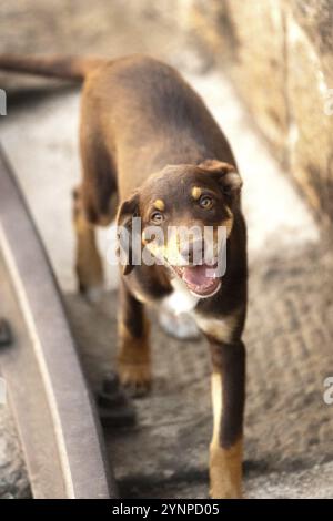 Chiot marron marron marchant en plein air. Chien de race mixte Banque D'Images