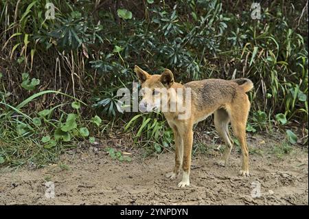 Dingo sauvage sur l'île Frazer approchant curieusement. Il sent probablement de la nourriture Banque D'Images