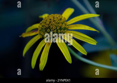Gros plan d'une Marguerite jaune Banque D'Images