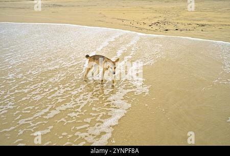 Dingo sauvage sur l'île Frazer approchant curieusement. Il sent probablement de la nourriture Banque D'Images