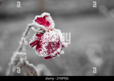 Gros plan de roses rouges recouvertes de neige sur fond flou Banque D'Images