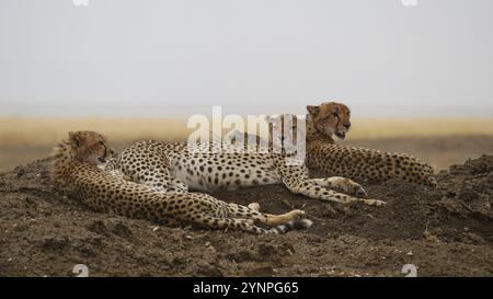 De jeunes guépards à l'affût dans le Serengeti en Tanzanie Banque D'Images