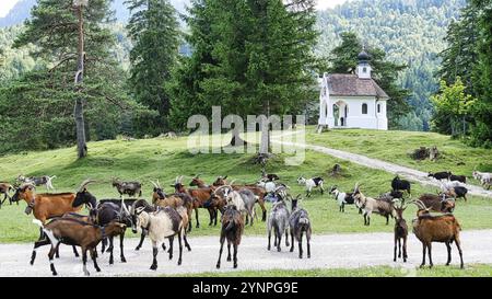 Troupeau de chèvres devant la chapelle Maria Koenigin sur le lac Lautersee Banque D'Images