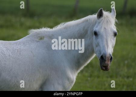 Gros plan d'un cheval blanc sur une prairie verte, borken, westphalie, allemagne Banque D'Images