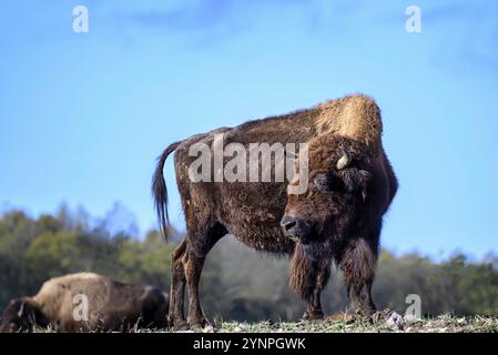 Une vue sur un bison au milieu de l'Allemagne dans le parc naturel près de Stangerode Banque D'Images