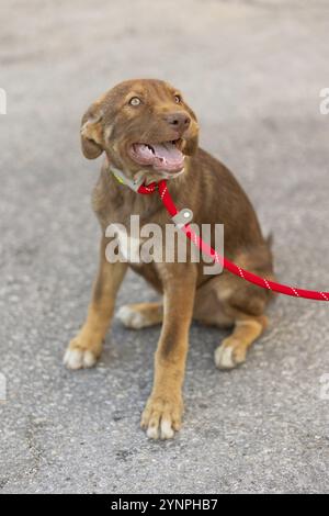 Chiot mouton brun assis à l'extérieur. Chien de race mixte Banque D'Images