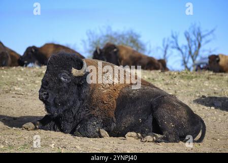 Une vue sur un bison au milieu de l'Allemagne dans le parc naturel près de Stangerode Banque D'Images