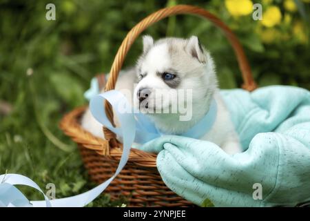 Mignon chiot Husky Sibérien aux yeux bleus dans le panier Banque D'Images