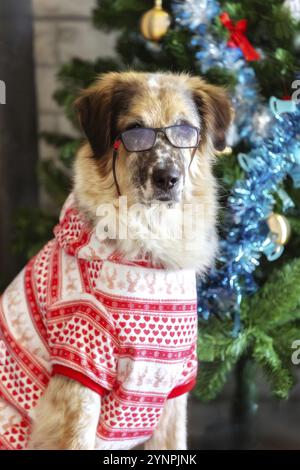 Grand chien à fourrure portant un costume rouge et blanc et des lunettes assis près du sapin de Noël à la maison Banque D'Images