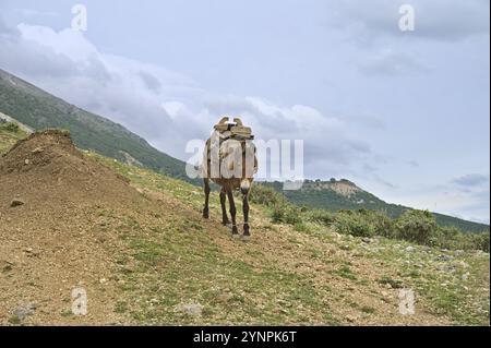 Un âne se tenant sur la route près du village d'Erind par une journée nuageux Banque D'Images