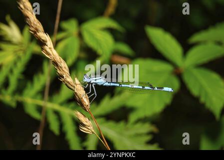 Une vue sur un petit pitch libellule dans l'habitat naturel Banque D'Images