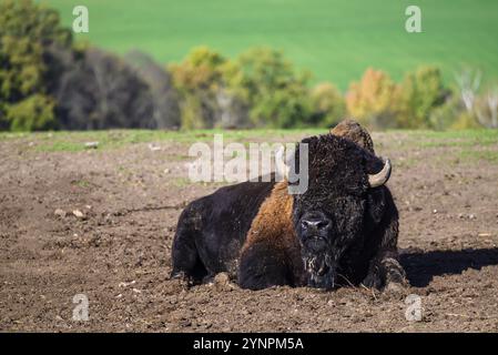 Une vue sur un bison au milieu de l'Allemagne dans le parc naturel près de Stangerode Banque D'Images