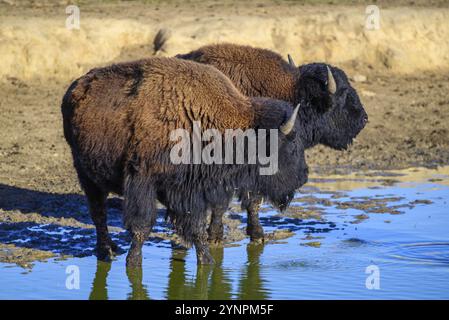 Une vue sur un bison au milieu de l'Allemagne dans le parc naturel près de Stangerode Banque D'Images