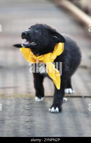 Chiot noir chien mouton dans l'écharpe jaune marchant à l'extérieur Banque D'Images