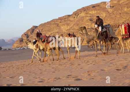 Jordanie, Wadi Rum, 2 novembre 2022 : caravane de chameaux avec des drovers dans le désert, montagnes rocheuses au coucher du soleil, Asie Banque D'Images