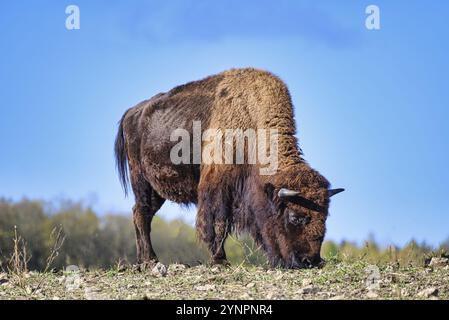 Une vue sur un bison au milieu de l'Allemagne dans le parc naturel près de Stangerode Banque D'Images