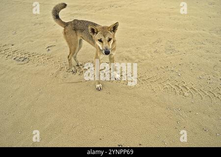 Dingo sauvage sur l'île Frazer approchant curieusement. Il sent probablement de la nourriture Banque D'Images