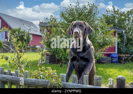 Un gros chien regarde par-dessus la clôture dans le jardin Banque D'Images