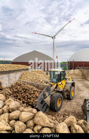 L'usine de biogaz produit du gaz à partir de différentes biomasses, ici le stockage de betteraves sucrières, l'électricité est produite dans des centrales combinées de chaleur et d'électricité avec le bi Banque D'Images