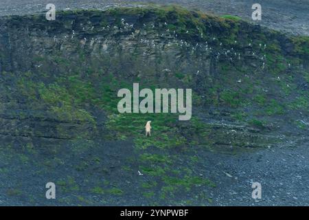 Jeune ours polaire essayant de se rendre à Bird Nest sur High Cliffs sur Kapp Waldberg dans les îles Svalbard Banque D'Images