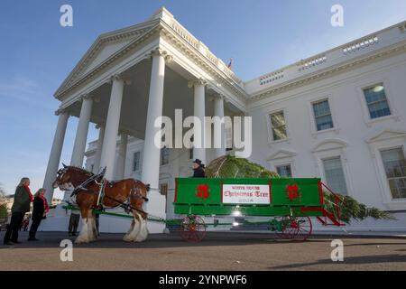 Washington, États-Unis. 25 novembre 2024. L'arbre de Noël de la Maison Blanche arrive par chariot tiré par des chevaux lors de la cérémonie annuelle au Portique Nord de la Maison Blanche, le 25 novembre 2024, à Washington, DC le sapin Fraser de 20 pieds, est venu de Cartner's Christmas Tree Farm dans les montagnes de Caroline du Nord. Crédit : Oliver Contreras/White House photo/Alamy Live News Banque D'Images