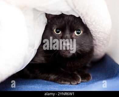 Un timide chat noir court se cachant et jetant un coup d'œil sous une couverture Banque D'Images