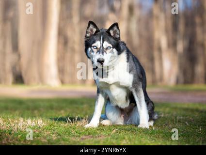 Un chien Husky assis et regardant la caméra avec un regard intense Banque D'Images