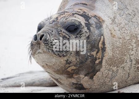 Une femelle éléphant de mer du Sud, Mirounga leonine, sur les nouvelles îles dans les îles Falkland. Banque D'Images