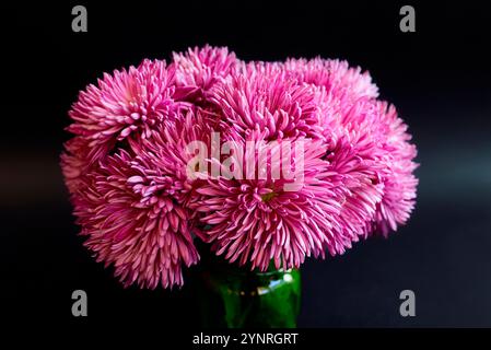 bouquet de fleurs chrysanthème rose sur fond noir texture de papier aquarelle dans un vase carré en verre Banque D'Images