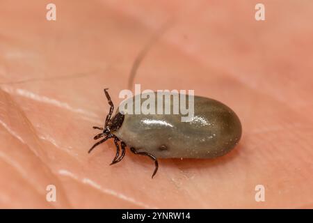 Engorged femelle Blackleg Tick - Ixodes scapularis Banque D'Images