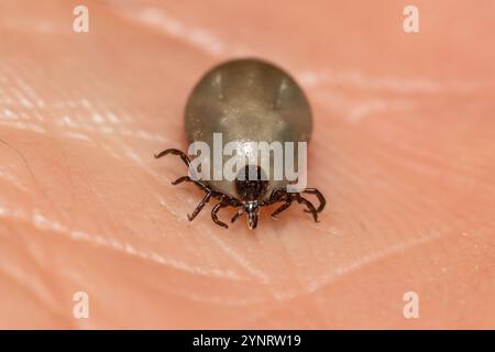 Engorged femelle Blackleg Tick - Ixodes scapularis Banque D'Images