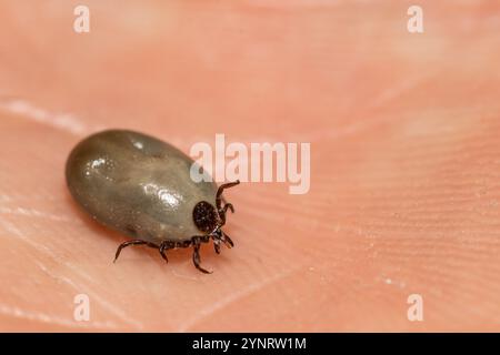 Engorged femelle Blackleg Tick - Ixodes scapularis Banque D'Images