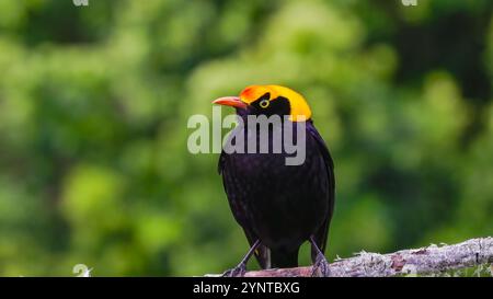 gros plan vue de face d'un bowerbird régent mâle perché sur une branche Banque D'Images