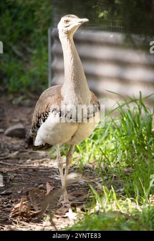 Le Bustard australien est l'un des plus grands oiseaux d'Australie. C'est un oiseau principalement brun-gris, tacheté avec des marques sombres, avec un col pâle et CR noir Banque D'Images