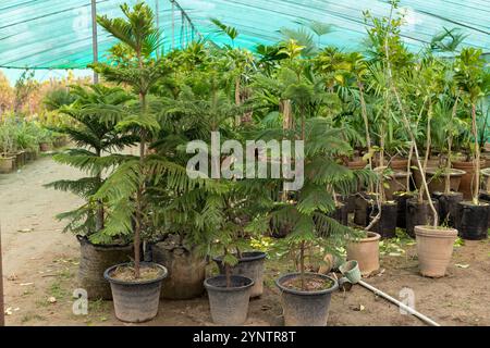 Araucaria (pin de l'île Norfolk) arbres à feuilles persistantes dans des sacs de culture de pépinière Banque D'Images