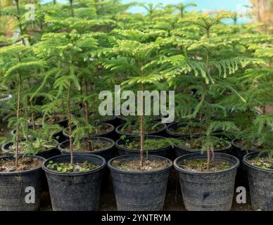 Petits arbres araucaria poussant dans des pots en plastique en pépinière Banque D'Images