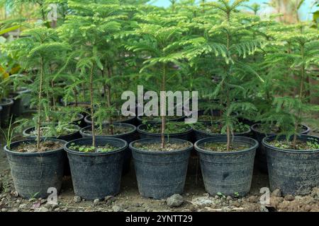 Araucaria petites plantes poussant dans des pots en plastique Banque D'Images