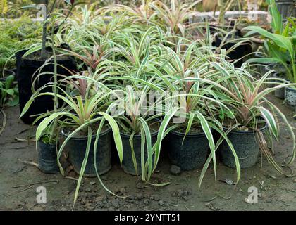 Plantes ornementales d'ananas dans des sacs de pépinière Banque D'Images