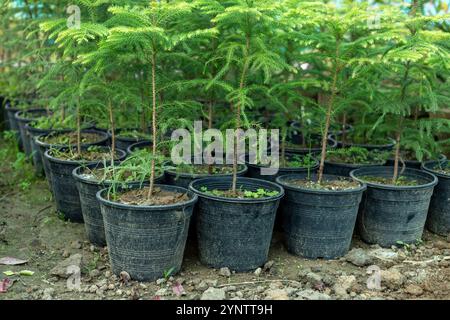 Araucaria petites plantes dans des pots en plastique vue rapprochée Banque D'Images