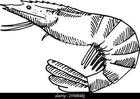 Une crevette est représentée dans un dessin en noir et blanc Illustration de Vecteur