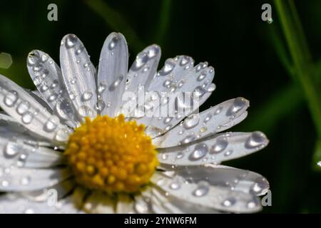 Image macro de la fleur Dewy Daisy ou Bellis perennis de la famille des Asteraceae, gros plan des fleurs des prairies printanières en fleurs. Banque D'Images
