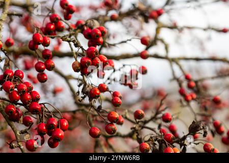 Les baies rouges de l'aubépine poussent sur un buisson. Banque D'Images