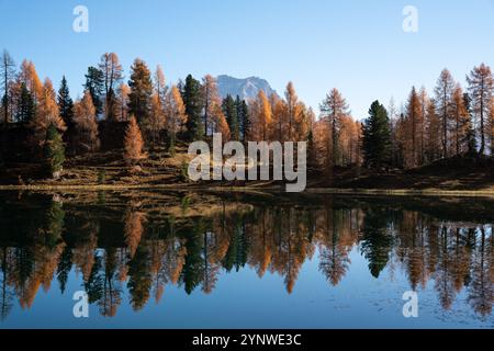 Automne dans les dolomites dans le tyrol du Sud, mélèzes reflétés dans l'eau calme miroir du Lago Federa Banque D'Images