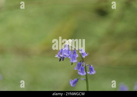 Pointe orange papillon sur un bluebell britannique natif Banque D'Images